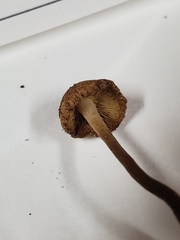 Inocybe luteifolia