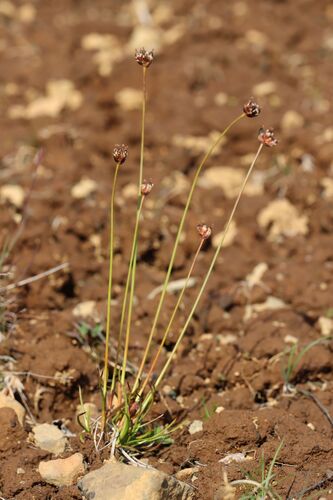 Juncus triglumis iNat (3)