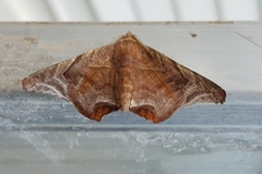 Episparis tortuosalis