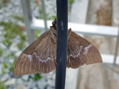 Ischyja