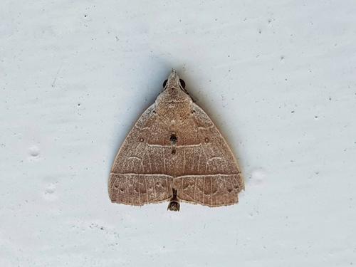 Gonoglasa camptogramma