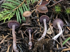 Pseudoomphalina angelesiana
