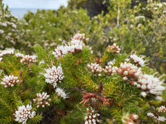 Darwinia diosmoides, photograph (c) Caleb Catto, some rights reserved (CC BY)