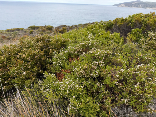 Darwinia diosmoides, photograph 6