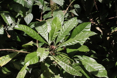 Image of Erythrochiton gymnanthus
