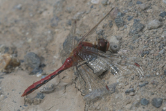 Sympetrum costiferum