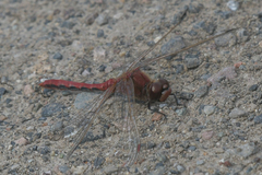 Sympetrum costiferum