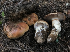 Phlegmacium variosimile