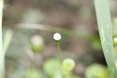 Erigeron cuneifolius