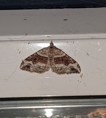 Xanthorhoe defensaria