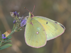 Colias philodice eriphyle