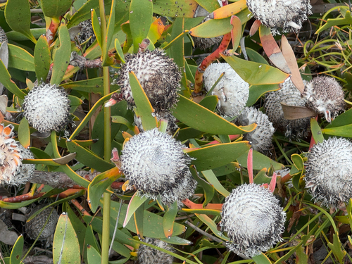 Isopogon cuneatus, photograph 3