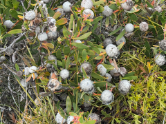 Isopogon cuneatus, photograph (c) Caleb Catto, some rights reserved (CC BY)