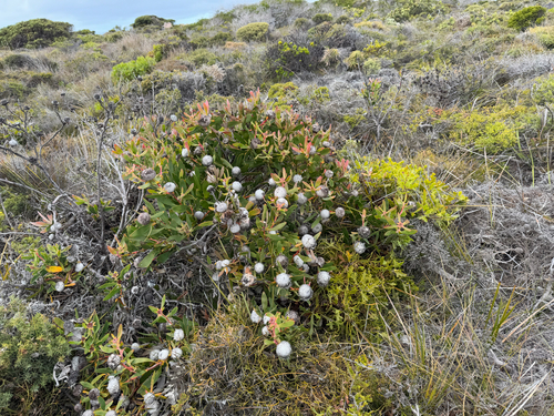 Isopogon cuneatus, photograph 4