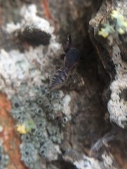 Cheliferoides segmentatus