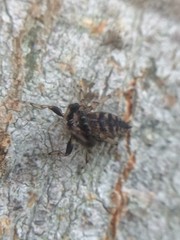 Cheliferoides segmentatus