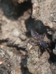 Cheliferoides segmentatus