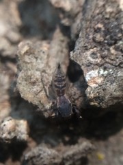 Cheliferoides segmentatus