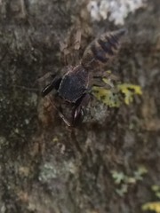 Cheliferoides segmentatus