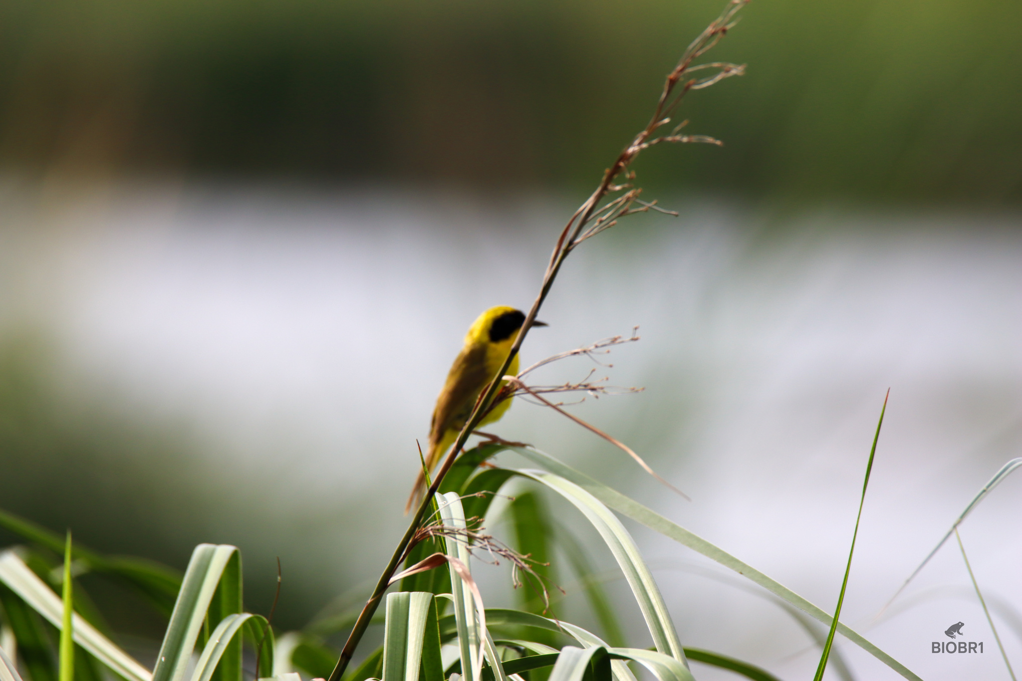 Altamira Yellowthroat (Geothlypis flavovelata), photo 4
