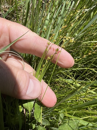 Carex disperma iNat (3)