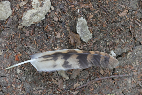 View observation of {o.common_name} on iNaturalist