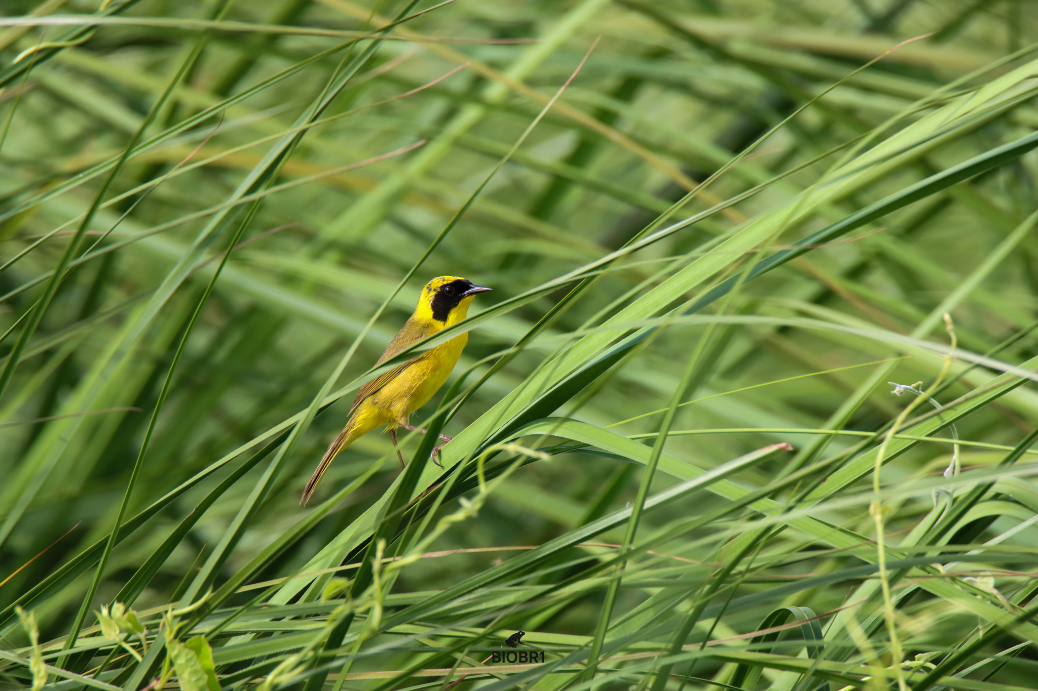 Altamira Yellowthroat (Geothlypis flavovelata), photo 7