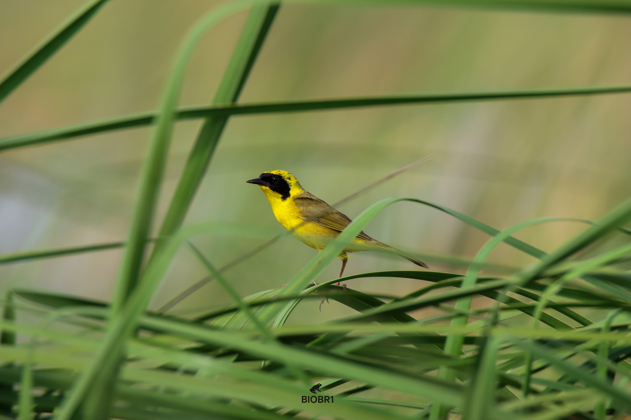 Altamira Yellowthroat (Geothlypis flavovelata), photo 5