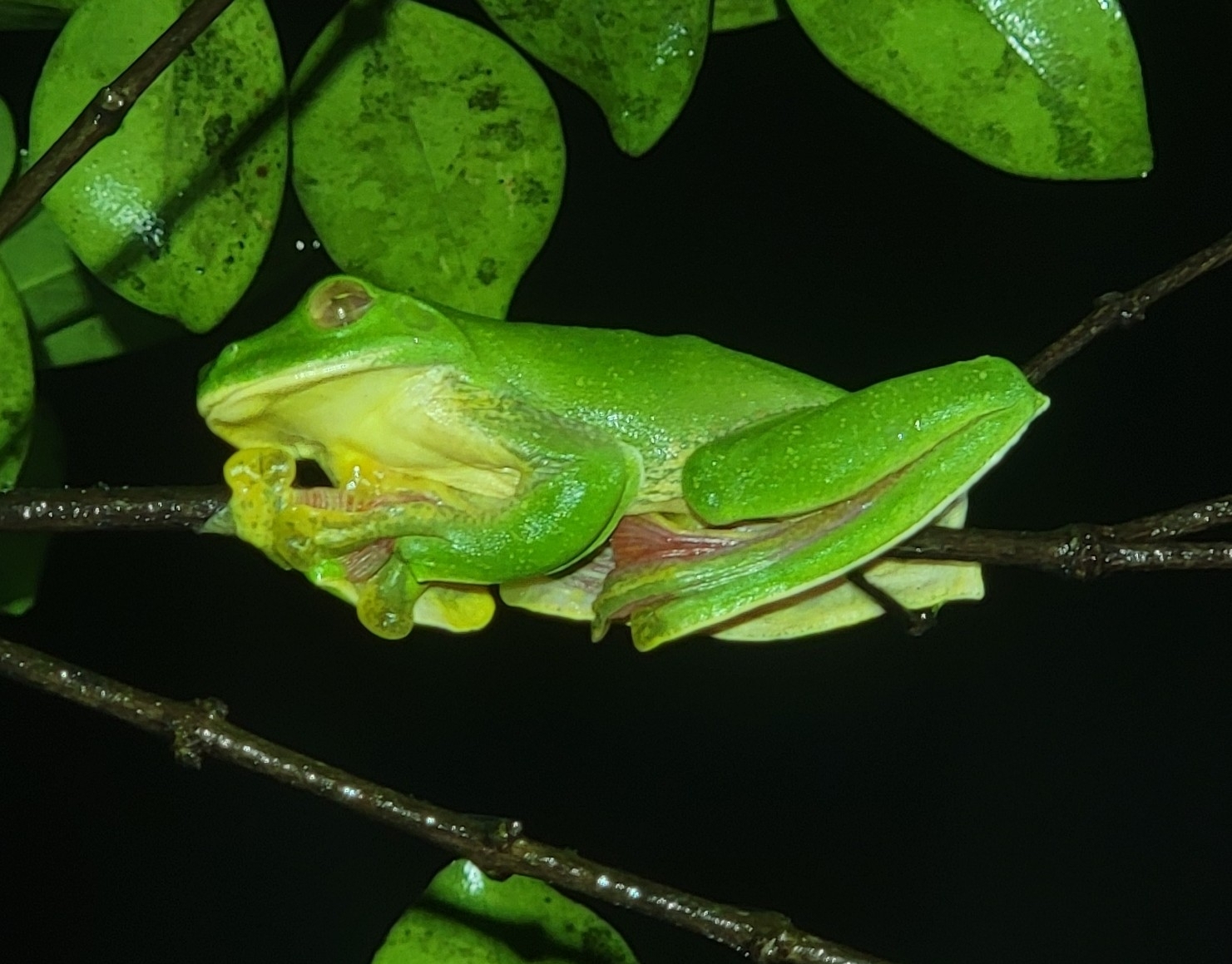 Malabar Gliding Tree Frog