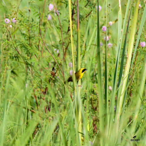 Altamira Yellowthroat (Geothlypis flavovelata), photo 6