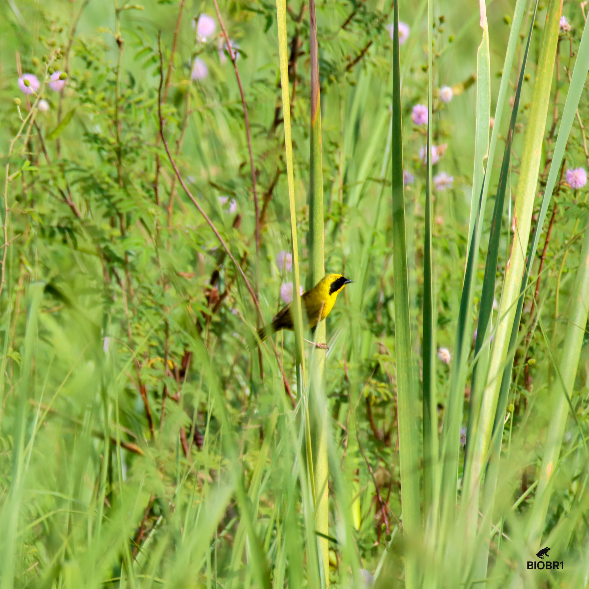 Altamira Yellowthroat (Geothlypis flavovelata), photo 6