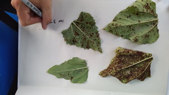 Puccinia helianthi