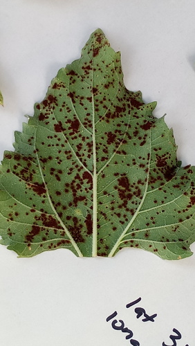 Ferrugem (Puccinia helianthi)
