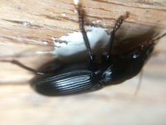 Harpalus katiae