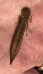 Coryphaeschna ingens