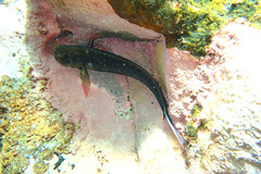 Ophioblennius atlanticus