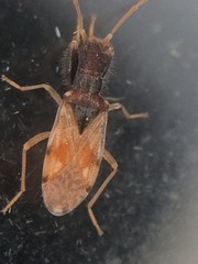 Pseudopamera setosa