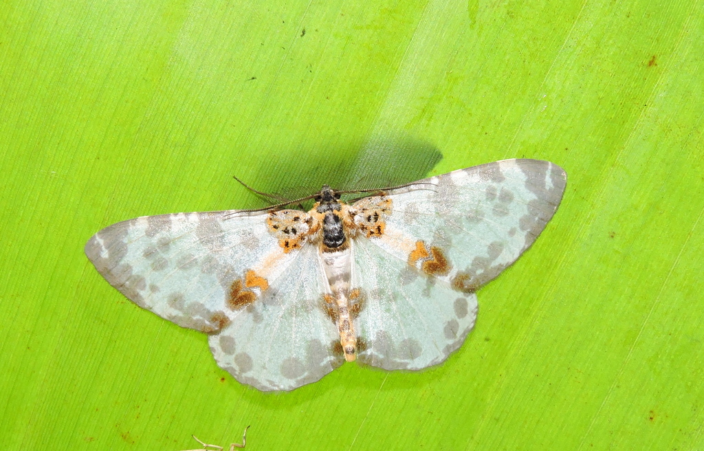 Hypomecis fulvosparsa