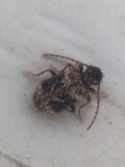 Ptinus texanus