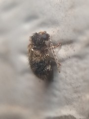 Ptinus texanus