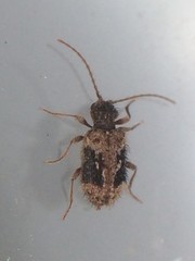 Ptinus texanus
