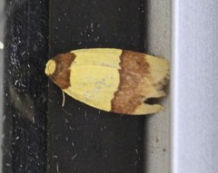 Heterallactis euchrysa