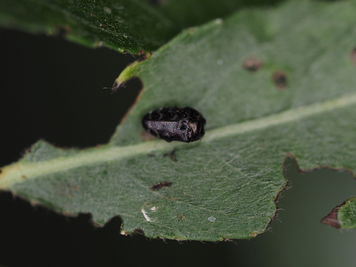 Gemeiner Zwergprachtkäfer