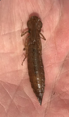 Coryphaeschna ingens