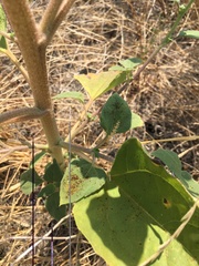 Puccinia helianthi