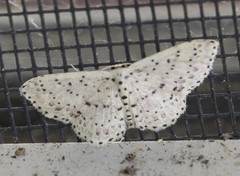Idaea punctatissima