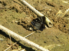Euripus nyctelius