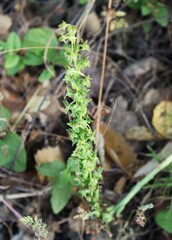 Platanthera michaelii