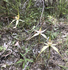 Caladenia venusta