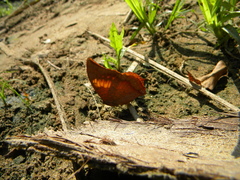 Charaxes marmax marmax
